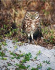 BurrowingOwl_a11x14.psd