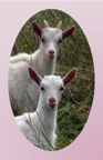 GoatLove.jpg