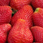 WStrawberriesTile6.jpg