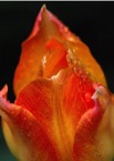 RedAndYellowTulip.jpg