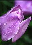 PurpleTulip.jpg