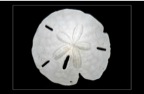 WSandDollar8G.jpg