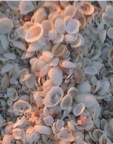 SunsetSeaShells.jpg